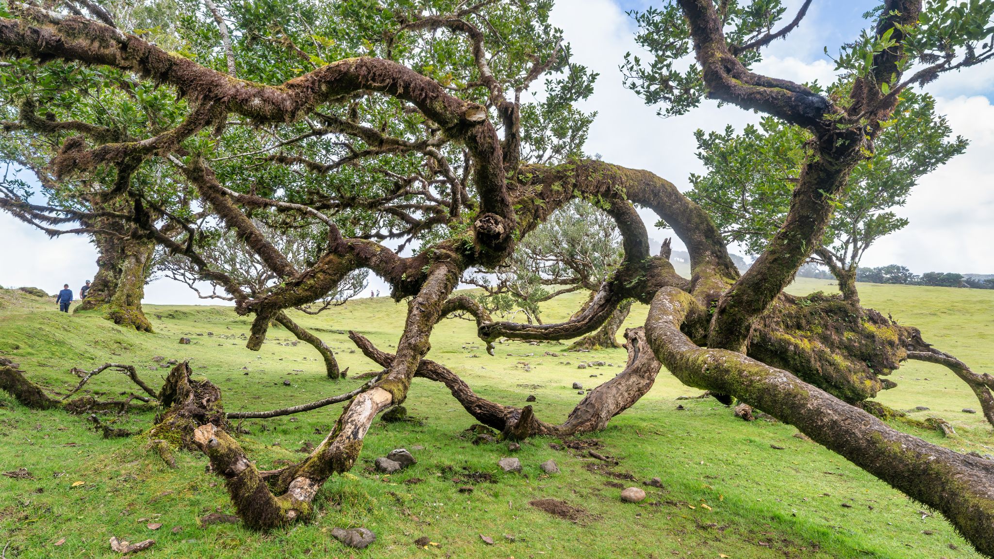 Posto Florestal do Fanal